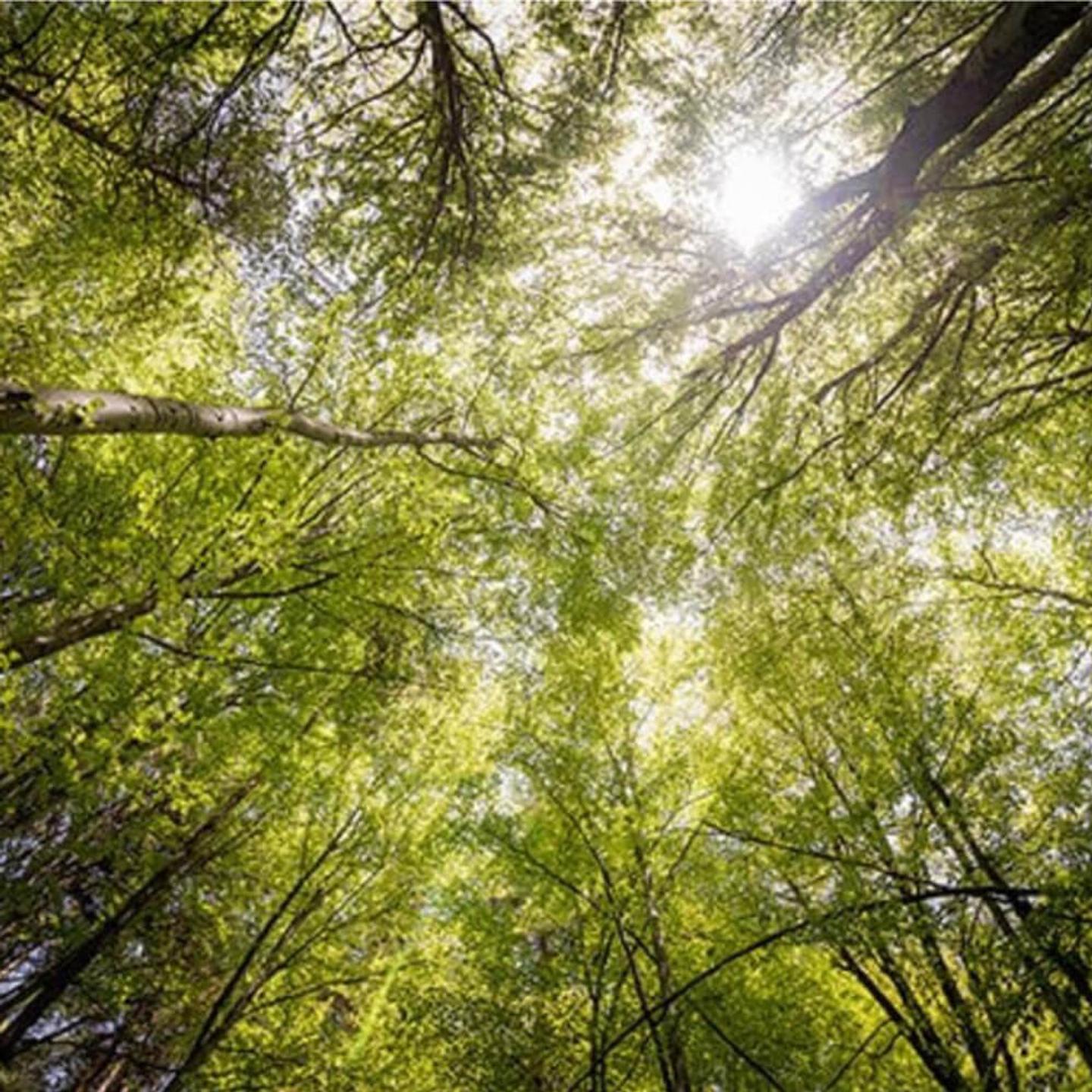 Image of trees that riset o the sky